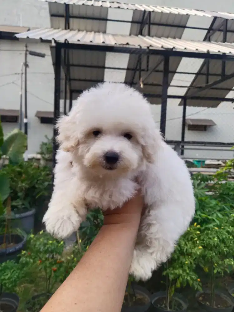 Anak anjing poodle
