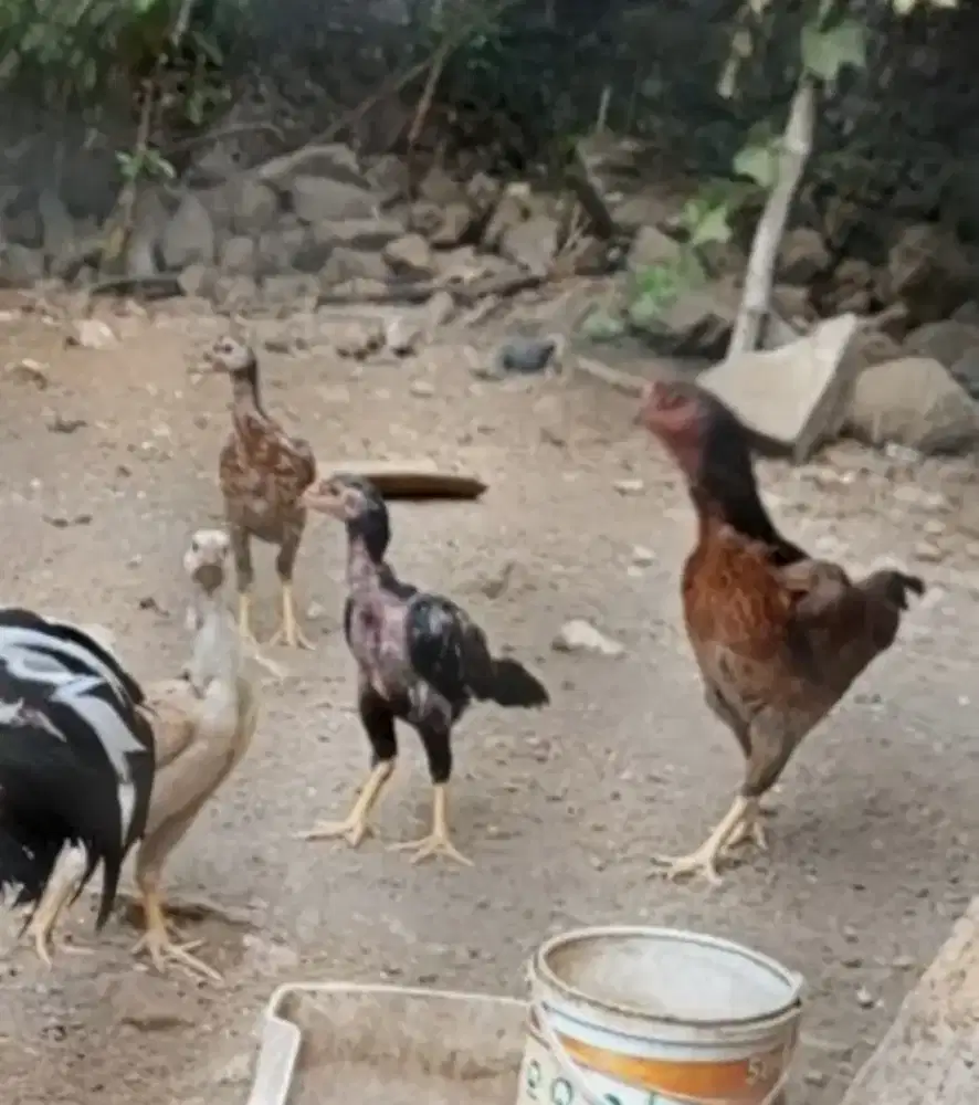 Ayam Shamo X Bk