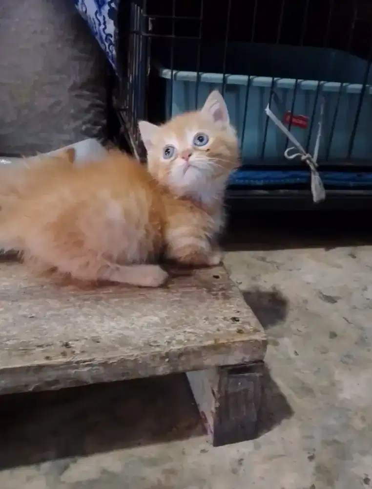 Munchkin BSH betina 3bln
