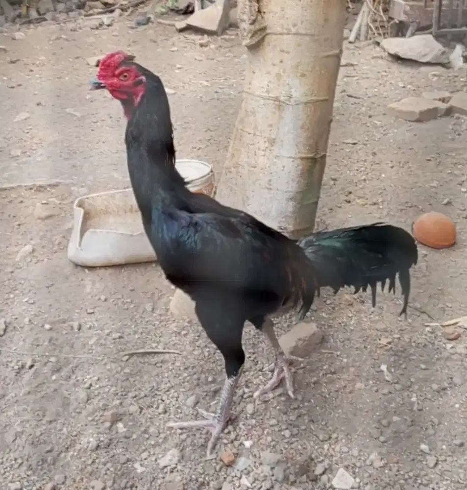 Ayam Shamo X Bk