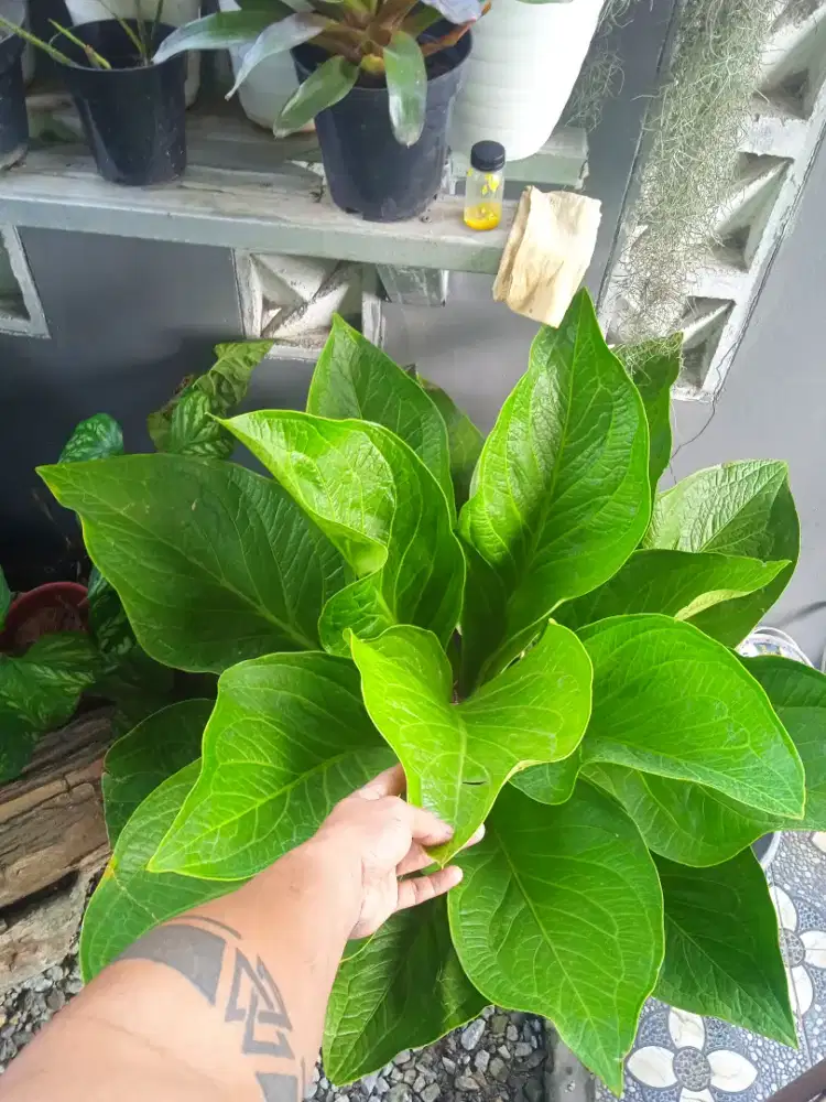 Anthurium Jemani