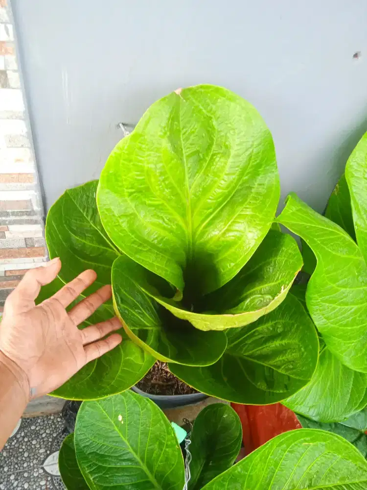 Anthurium Mangkok Pajajaran