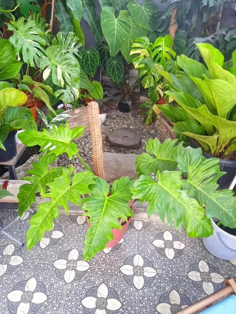 Philodendron Dragon