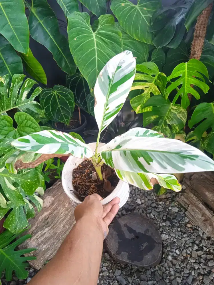 Pohon Pisang Variegata