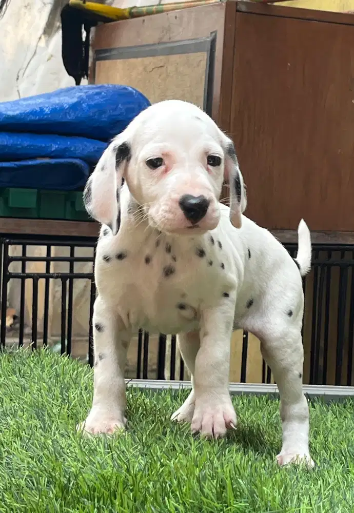 Jarang Ada , Anjing Dalmatian Puppy