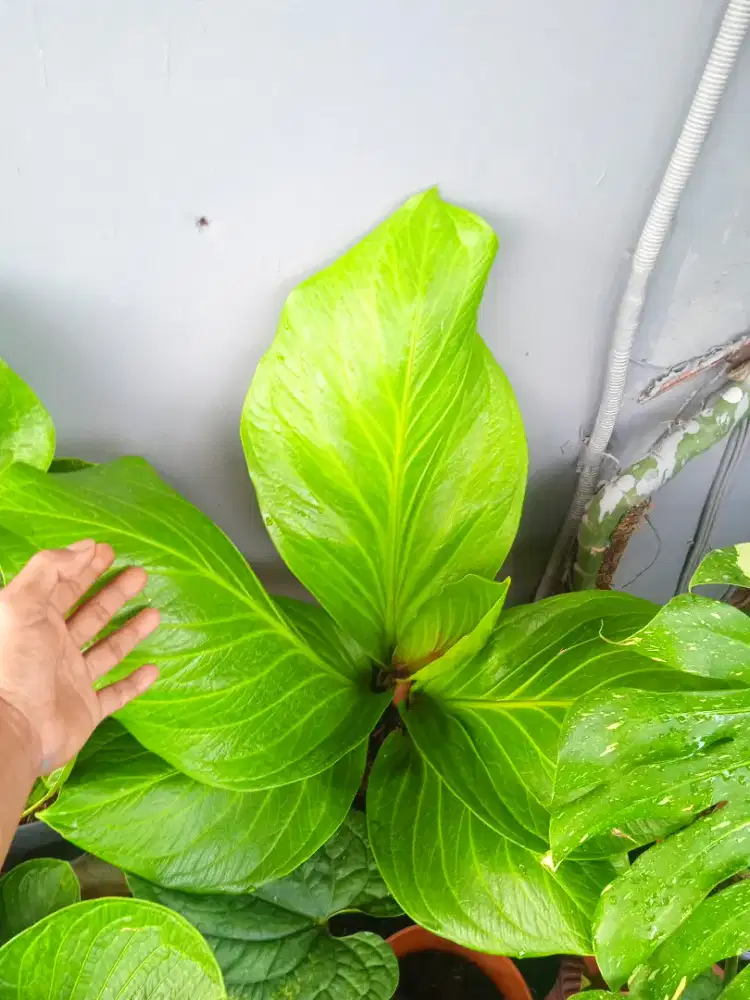 Anthurium Cobra Catalog