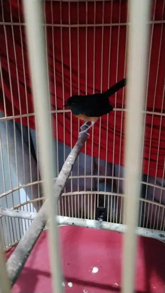burung murai batu sehat dan lincah