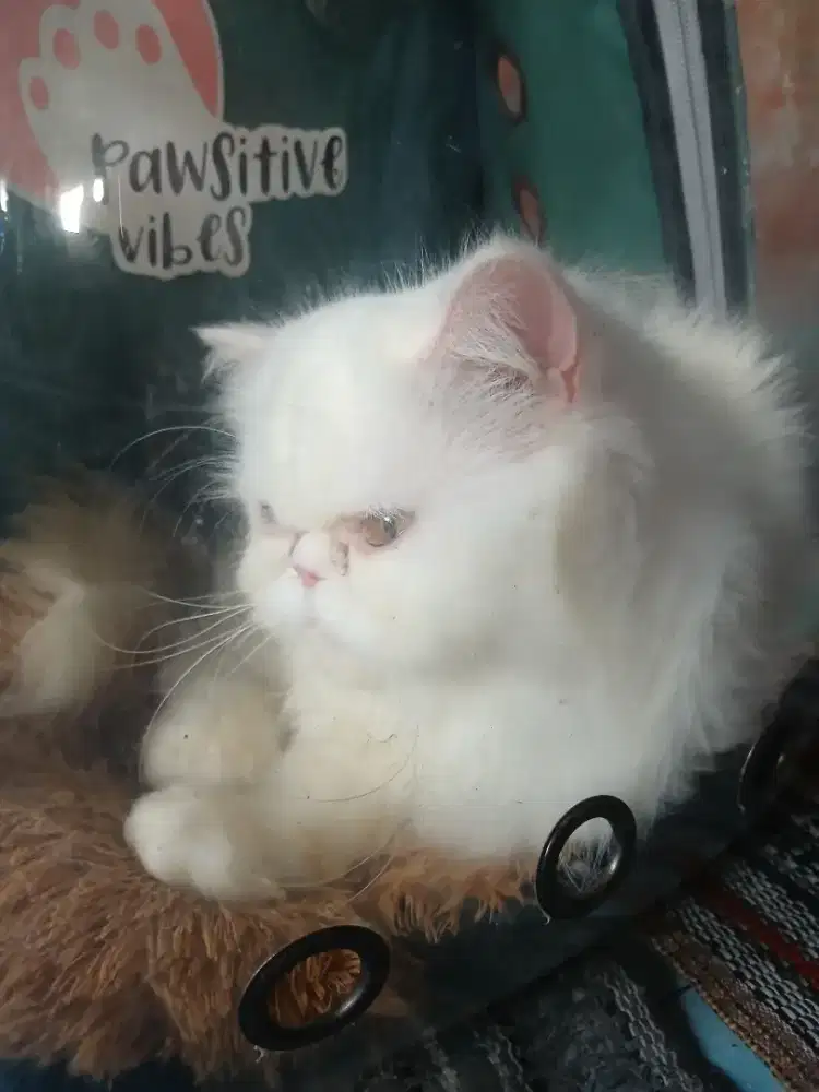Kucing Persia peaknose