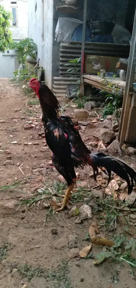 Ayam Bangkok Muda