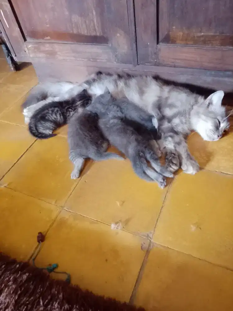Kucing gratis tuban