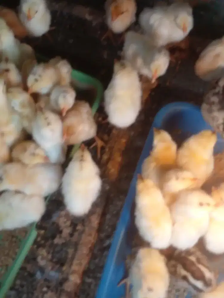 DOC Anak Ayam Kampung Elba