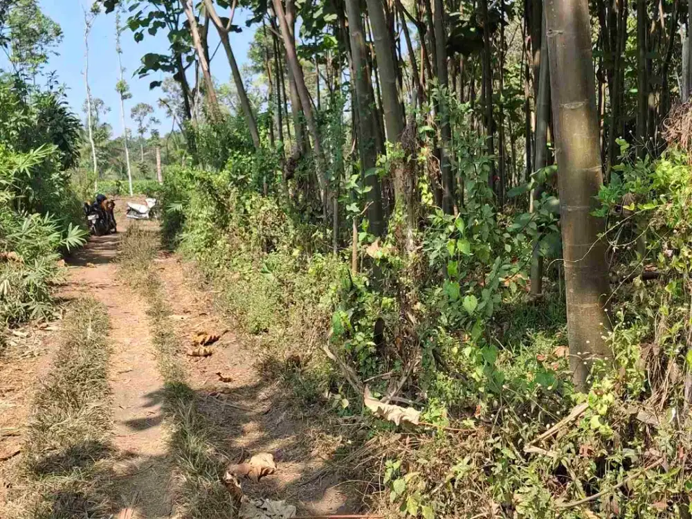 Tanah Kebun Aneka Buah Di Malang