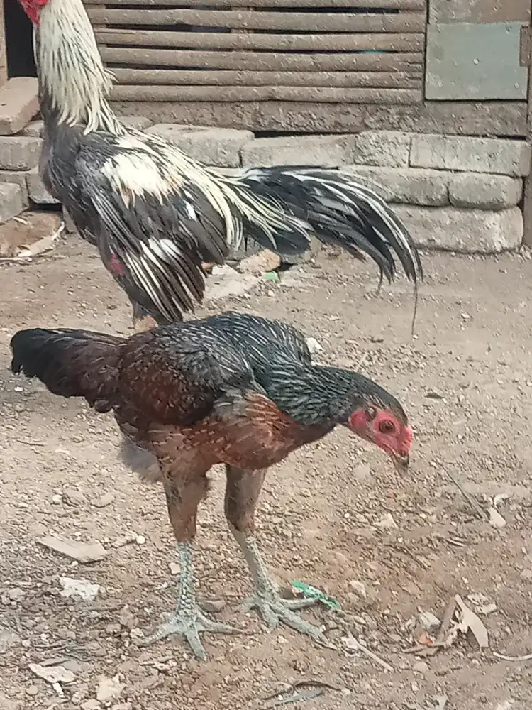 Ayam bangkok sepasang