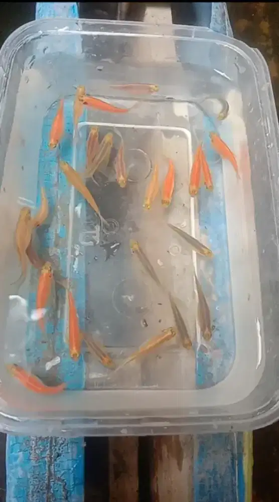 Ikan danio slayer