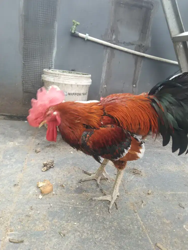 Ayam pelung jantan