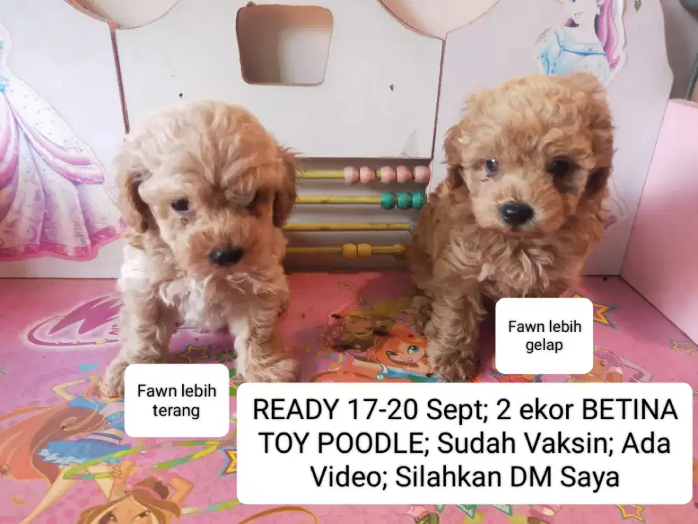 READY 17-20 Sept; 2 Betina TOY POODLE; Sudah Vaksin