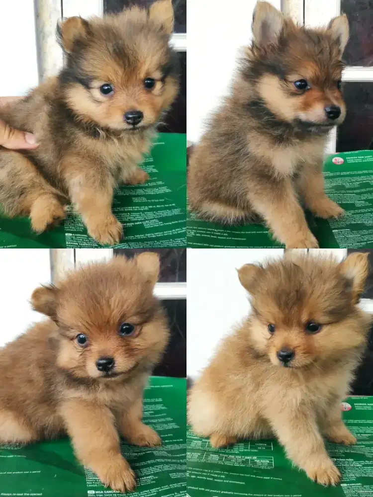 open adopt minipom turunan teacup size