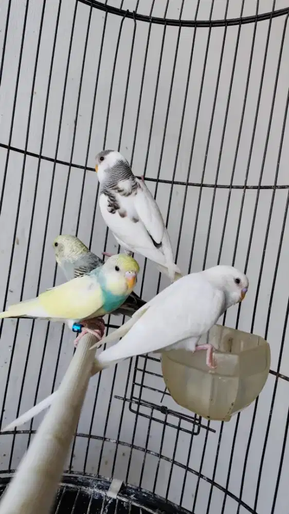 Burung parkit mutasi