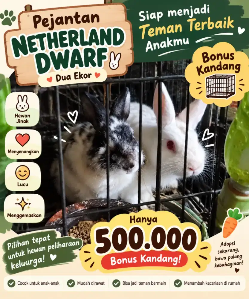 KELINCI PEJANTAN NETHERLAND DWARF – 2 EKOR + BONUS KANDANG