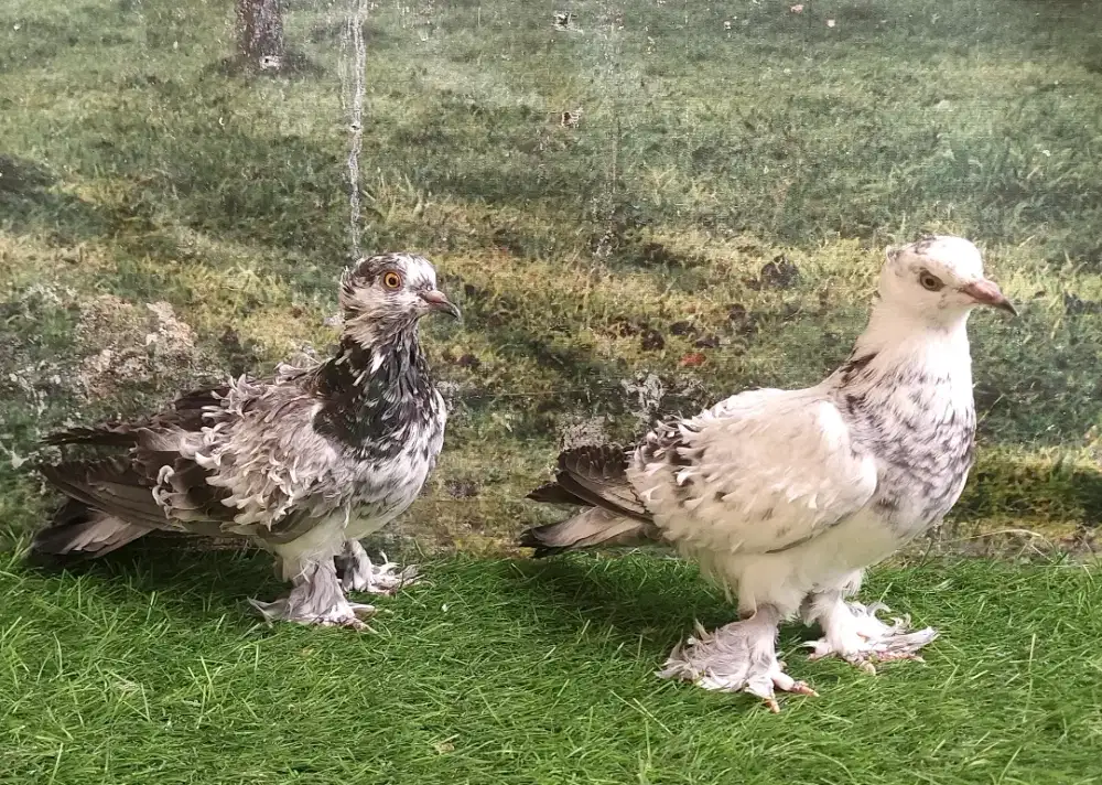Merpati Hias Frillback Sepasang Remajaan.