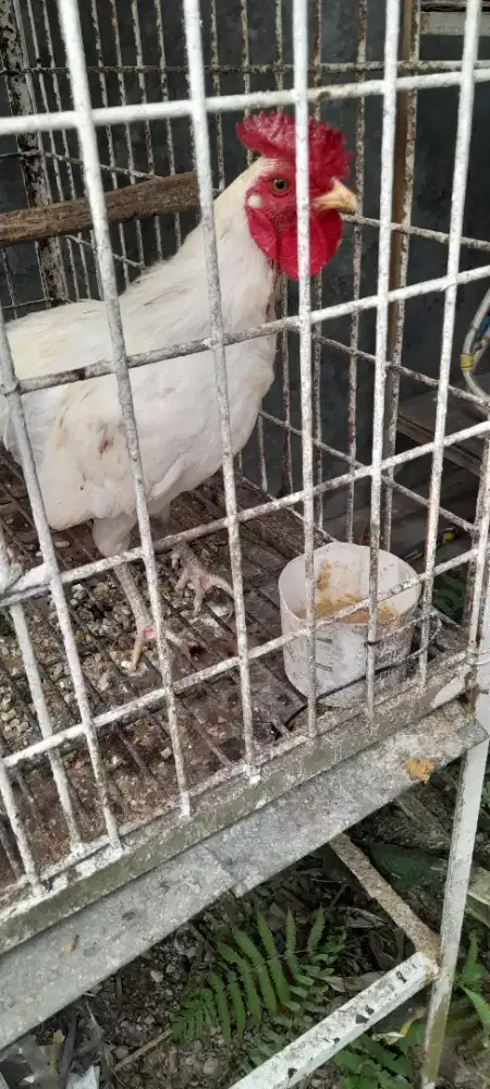 Dijual ayam ketawa