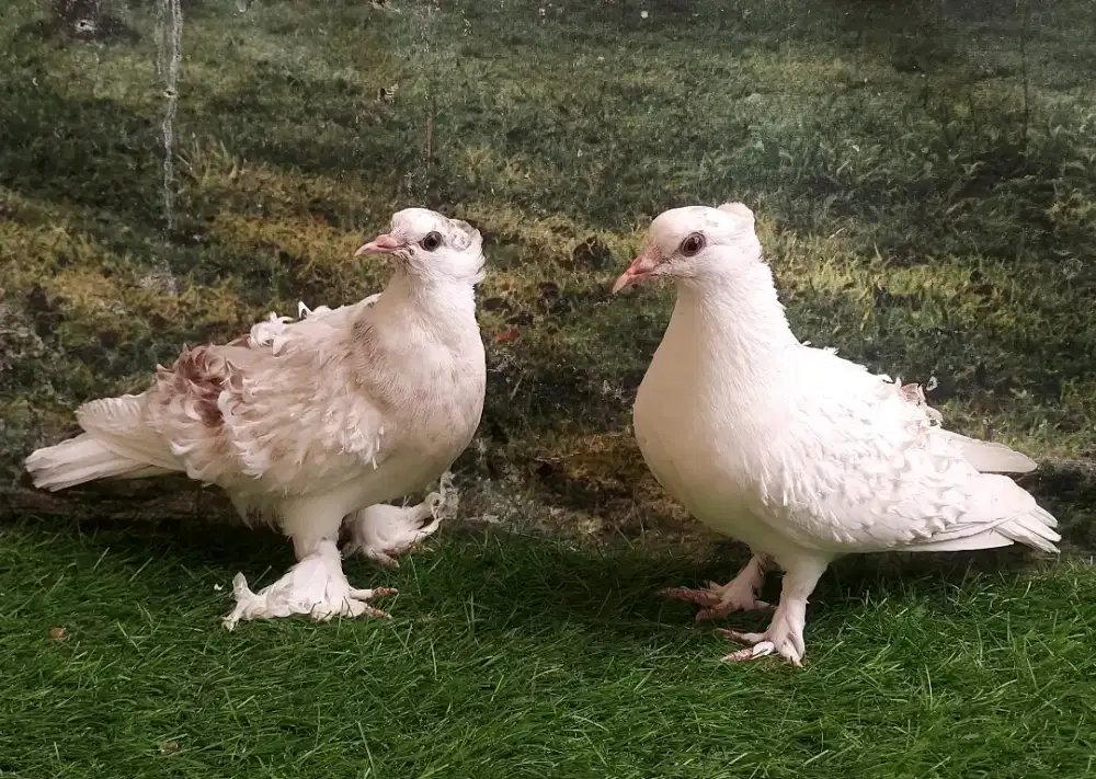 Merpati Hias Frillback Remajaan Sepasang.
