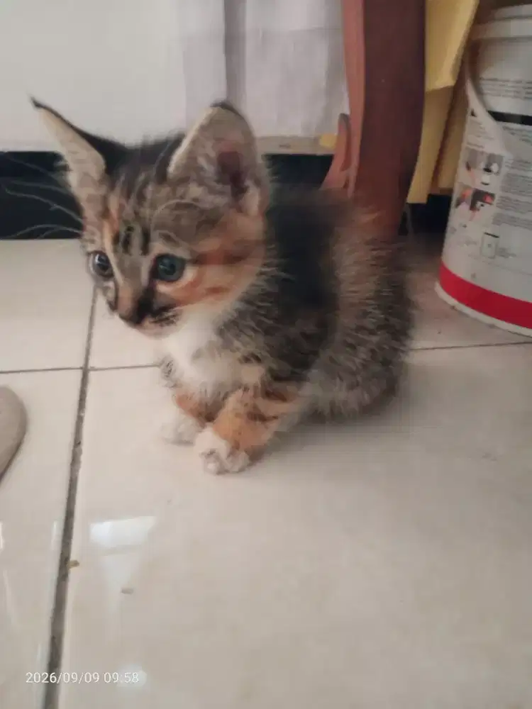 Gratis: Kucing Domestik, Jawa umur 1,5 Bln sehat penurut
