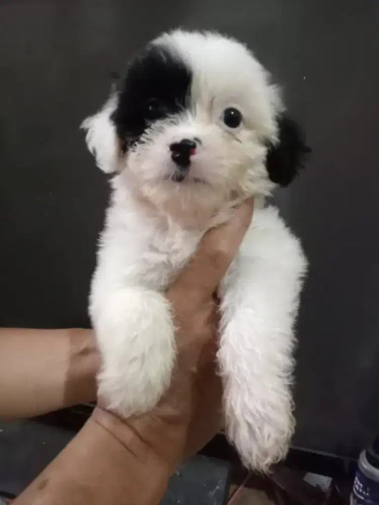 Anjing maltese shihtzu sitsu