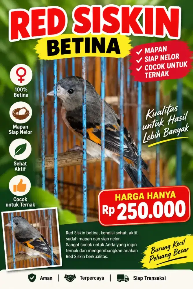 RED SISKIN BETINA MAPAN – SIAP NELOR