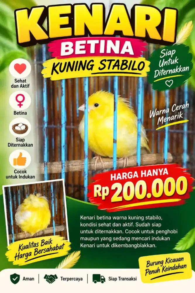 KENARI BETINA – KUNING STABILO
