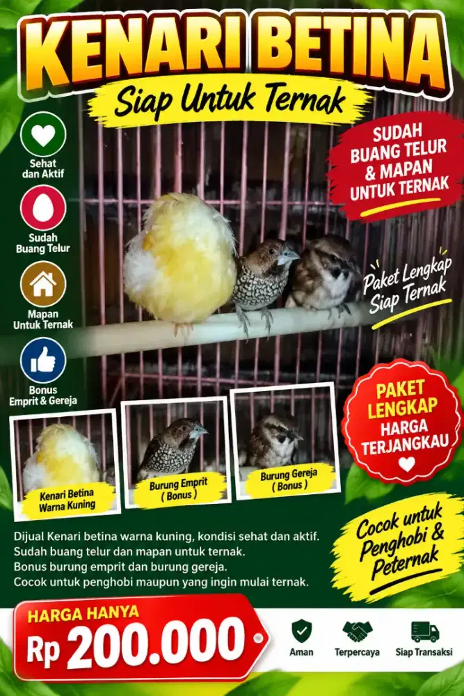 KENARI BETINA WARNA KUNING – MAPAN SIAP TERNAK BONUS EMPRIT GEREJA
