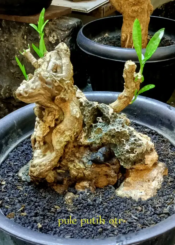 Bonsai pule putih otr