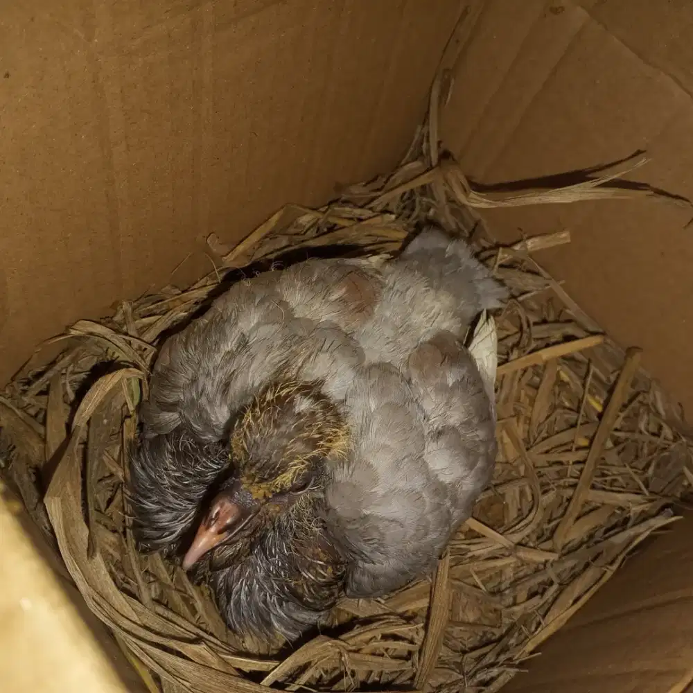 Piyikan burung merpati plontang silver