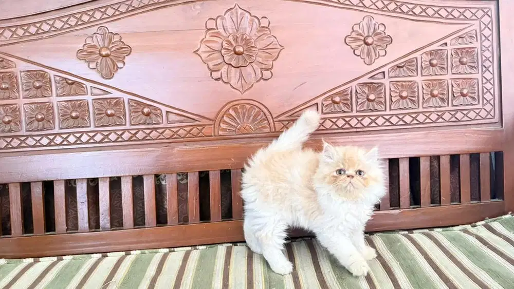 KUCING PERSIA PEAKNOSE BETINA