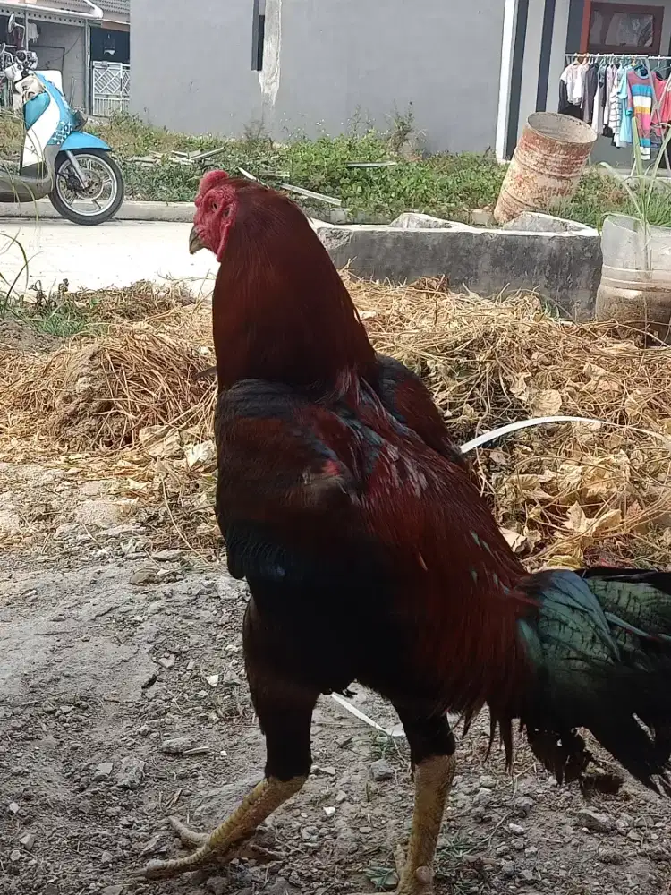 Jual ayam jantan
