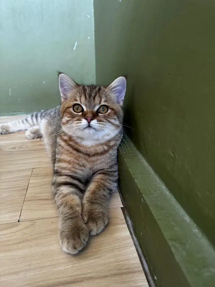 Kucing Scotties