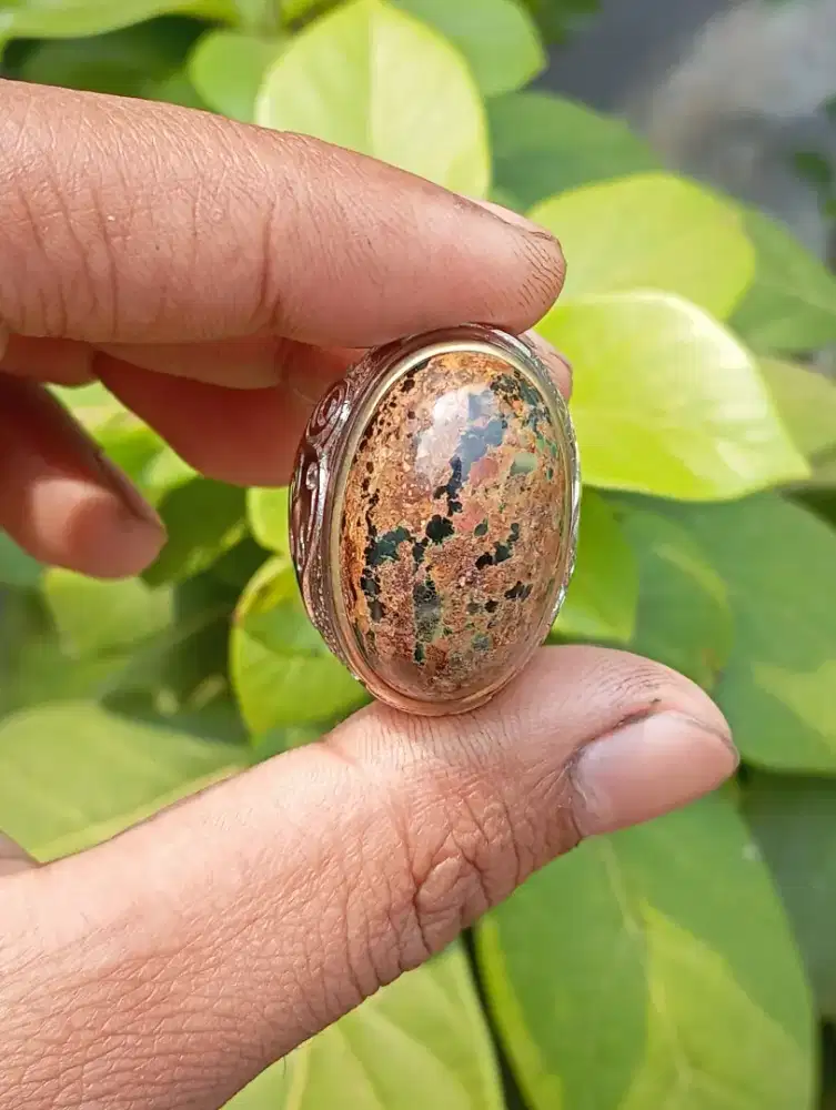 Pirus Persia Dim 25