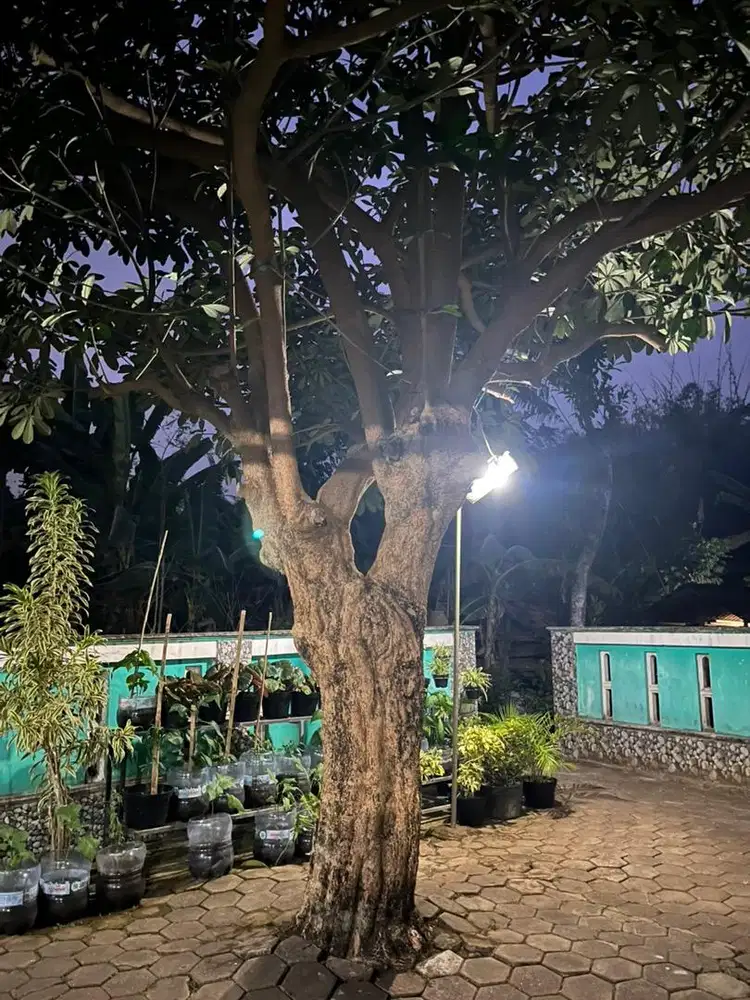 Pohon Pule Besar