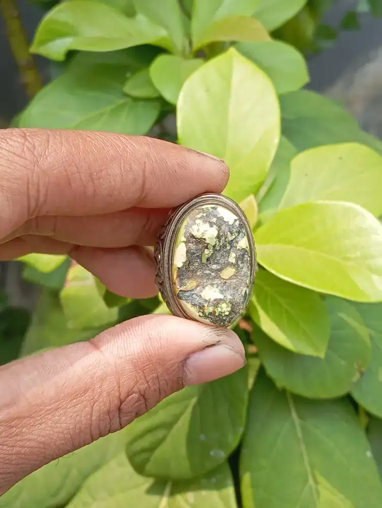 Pirus Hubei Krikilan