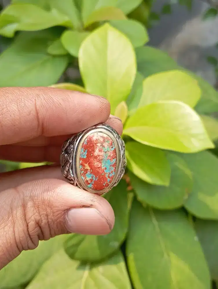 Pirus Persia Biru Serat Merah