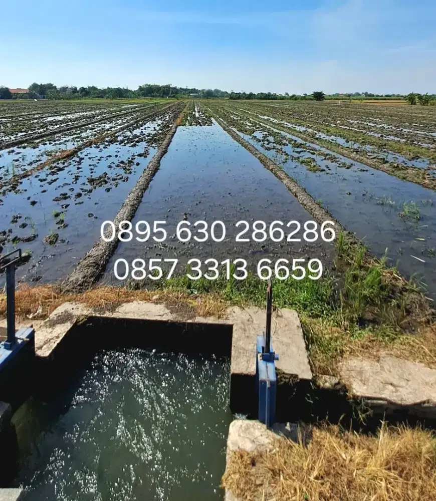 DIJUAL CEPAT TANAH SAWAH 1325M2 SUBUR DEKAT DAM MOBIL MASUK