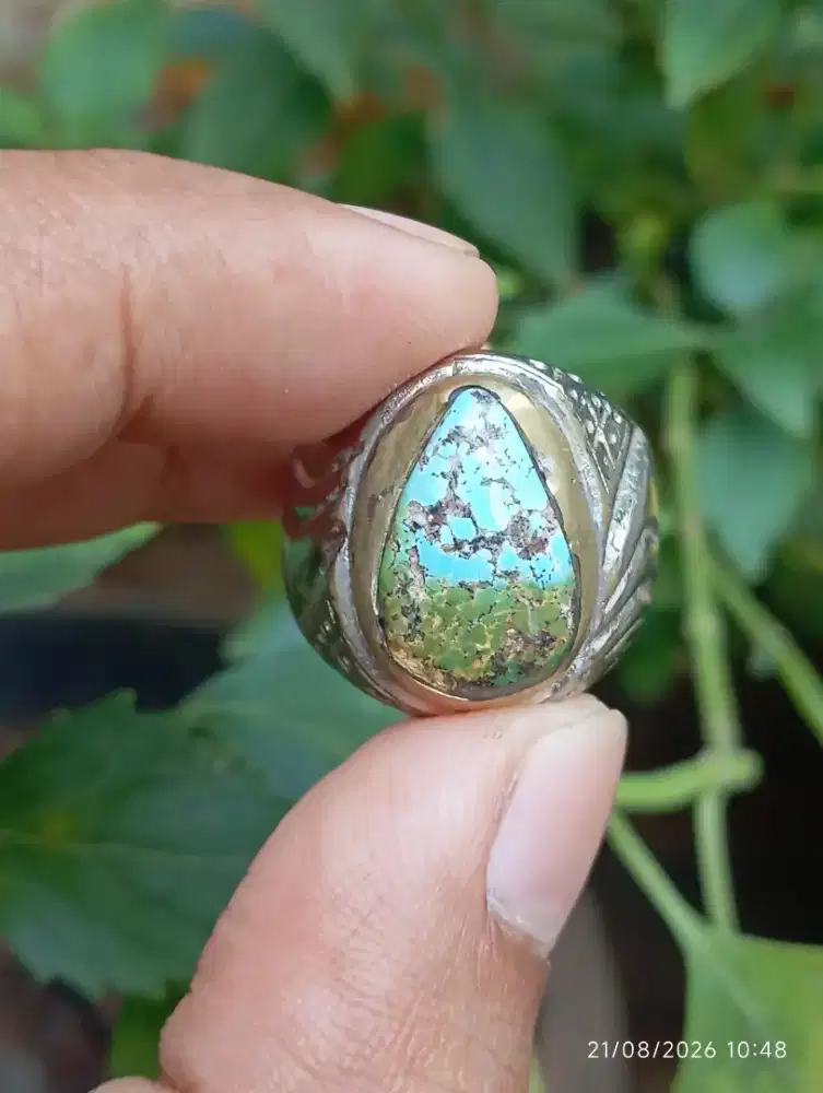 Pirus Persia Dwi Warna