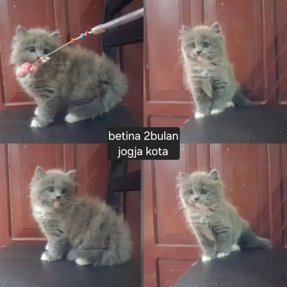 Kitten persia lucu
