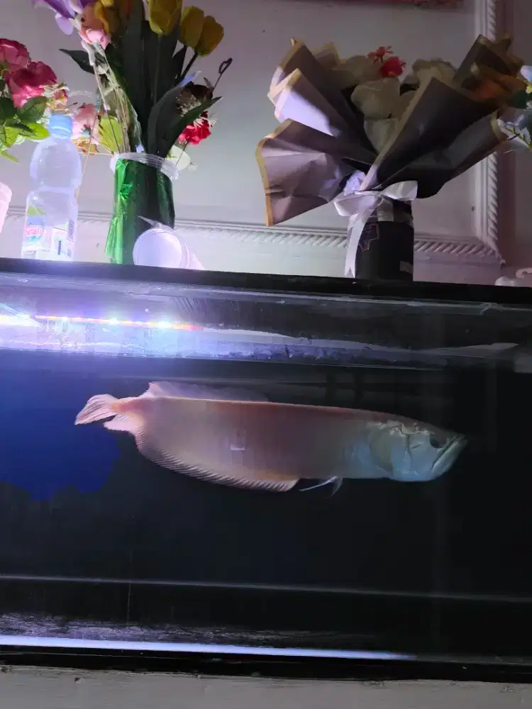 ikan arwana silver