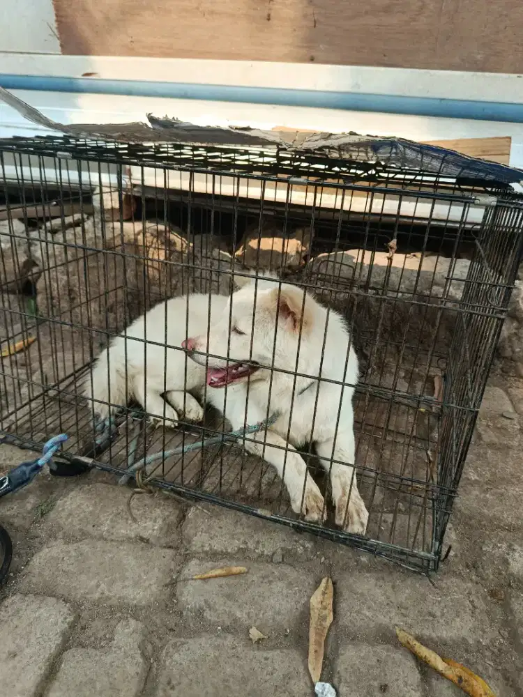 dijual aanjing kintamani
