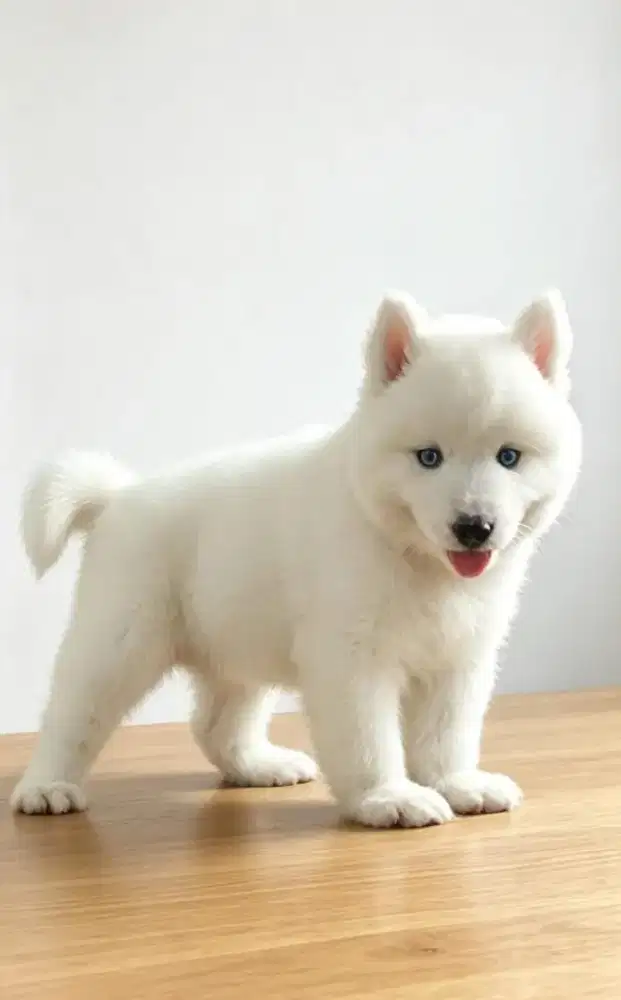 Jual Husky werna langka