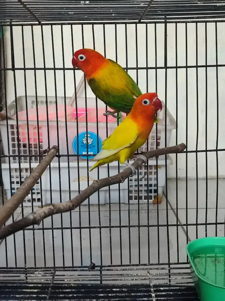 Lovebird biola gold euwing x lutino MH sepasang