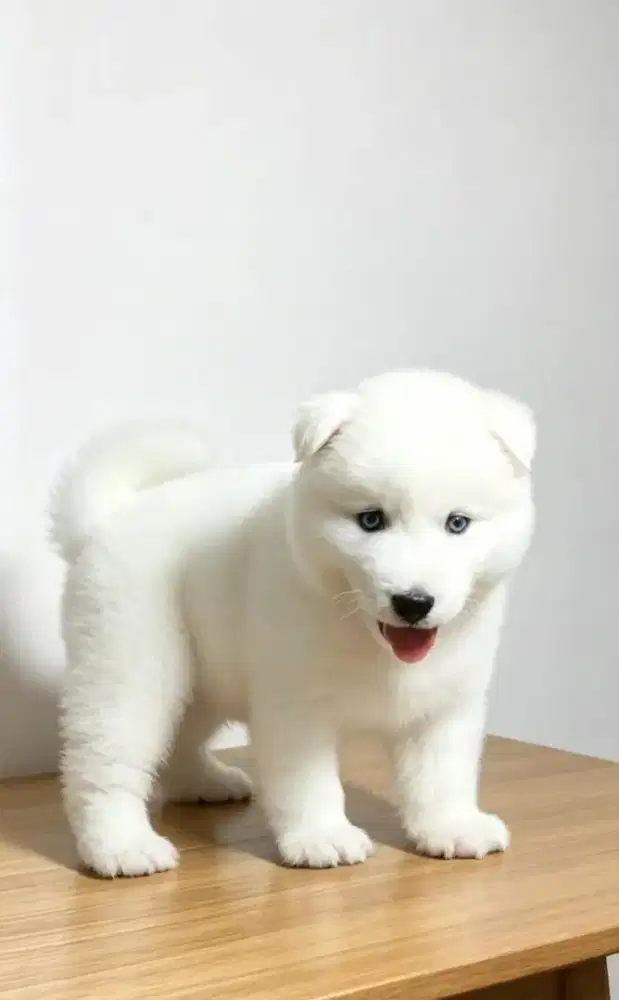 Jual Husky all white langka