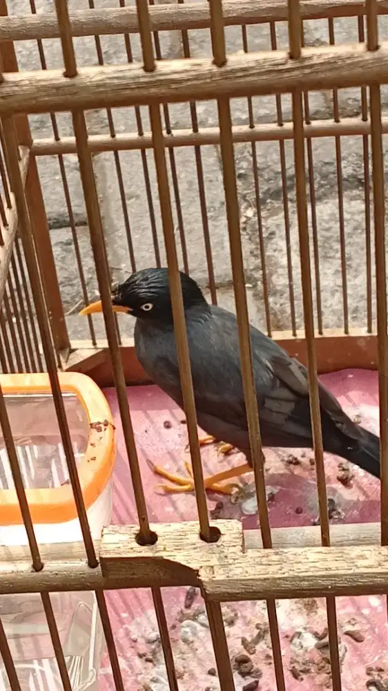 Jabo makun jinak