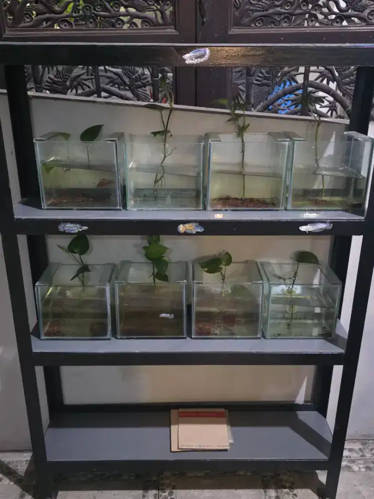 Rak aquarium set